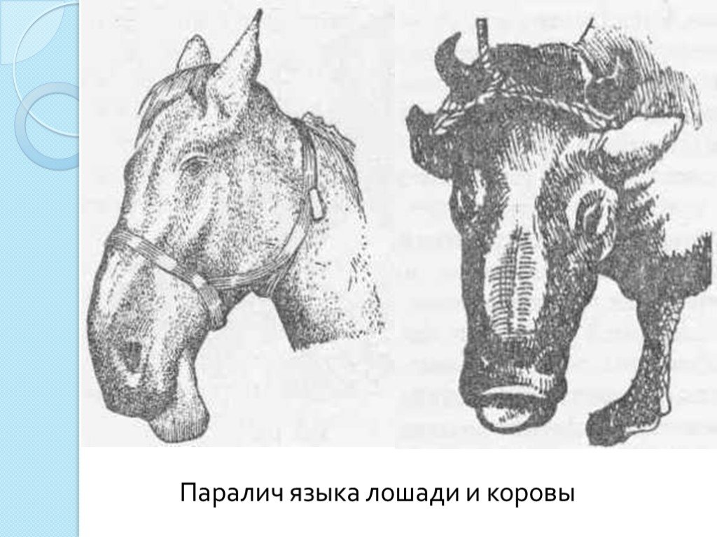 Хромота у собак