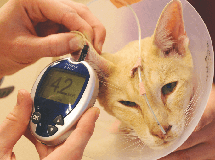 Глюкоза у кошек: норма, повышенные и пониженные показатели, причины, симптомы