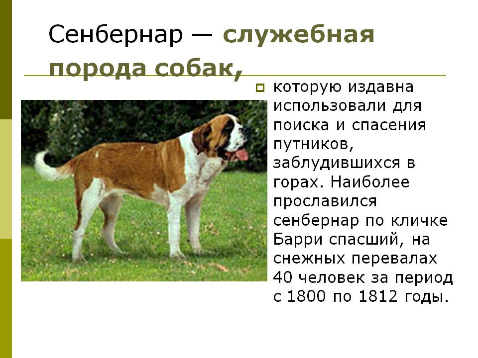 Сенбернар: характеристика породы, стандарты и особенности характера