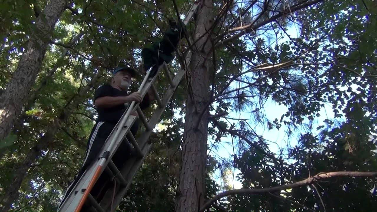 Как снять кота с дерева: самостоятельно или с помощью спецслужб