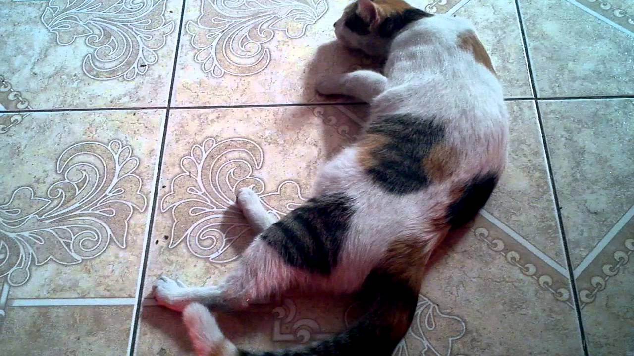 Как помочь кошке в жару: охлаждаем питомцев