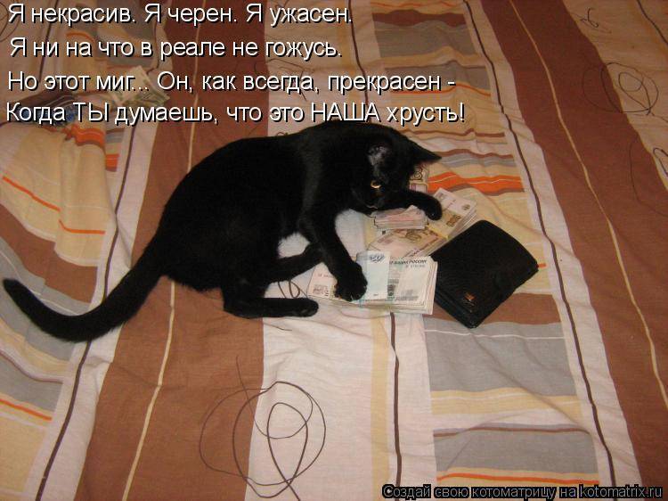 Пришла кошка что делать. Черный кот в доме. Кот нашёл заначку. Кошачьи заначки. День обнаруженных заначек открытки.