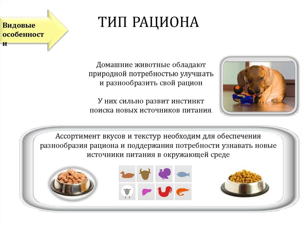 Как и чем кормить котенка британца: меню по возрастам