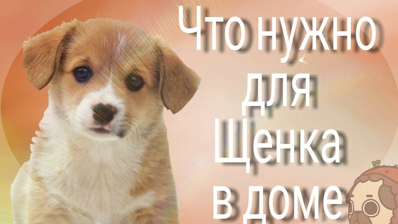 Что нужно для появления щенка в доме: перечень вещей на первое время