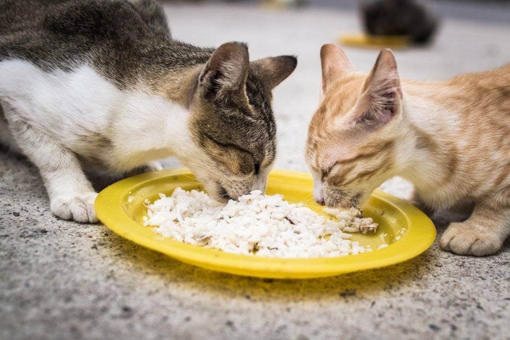 Прикорм котят: с какого возраста и чем подкармливать