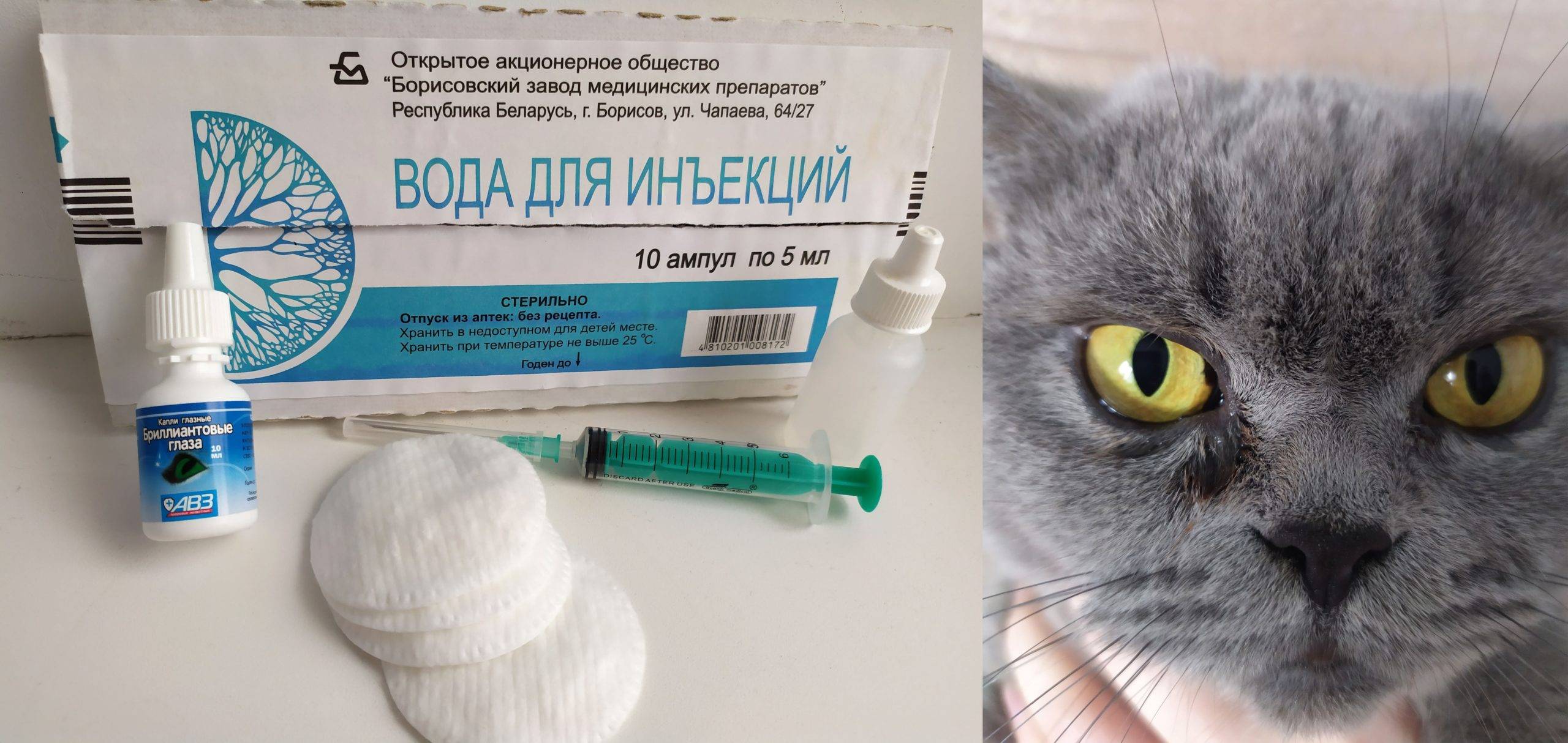 Котенок чихает и слезятся глаза - причины и лечение