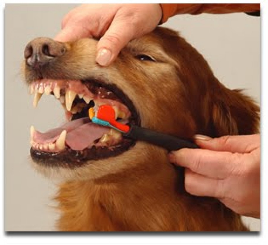 Как и чем правильно чистить зубы собаке?