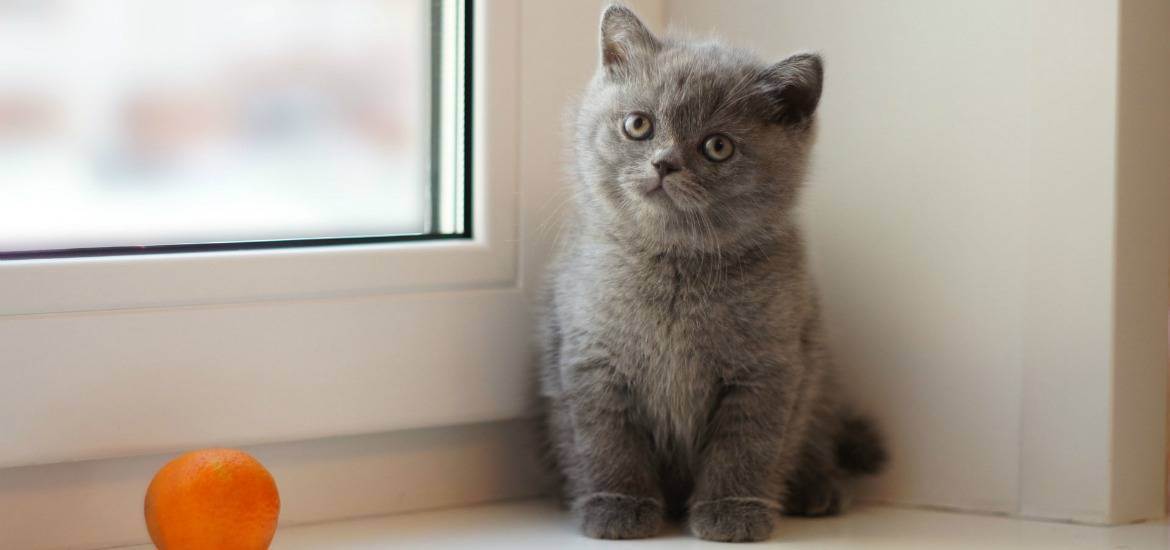 Имя для кота британца серого цвета: красивые и забавные клички, которыми можно назвать британского котенка серого окраса