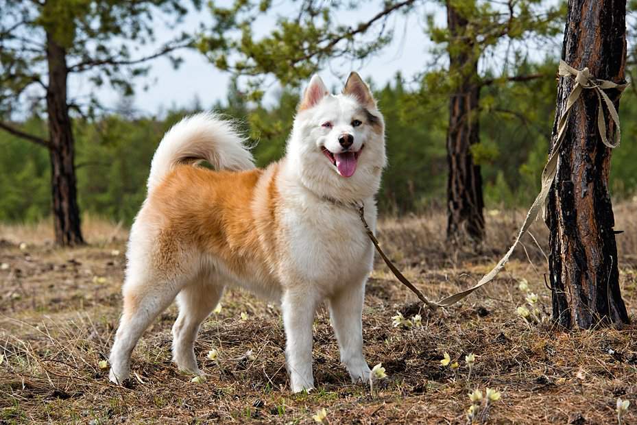 Якутская лайка — фото, характеристика породы собак и описание
