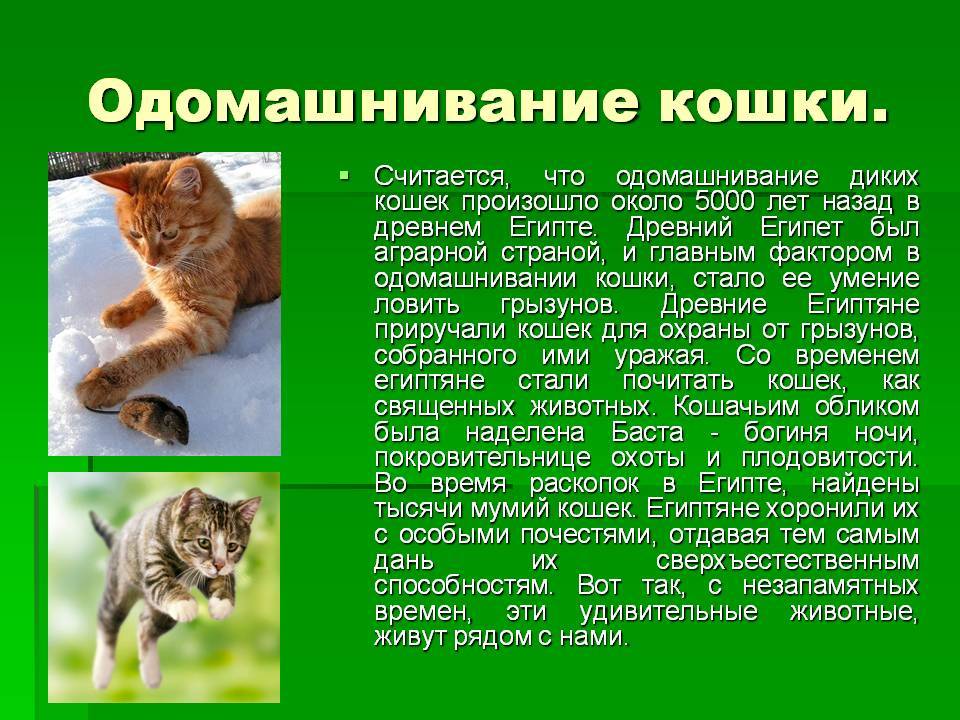 История одомашнивания кошек