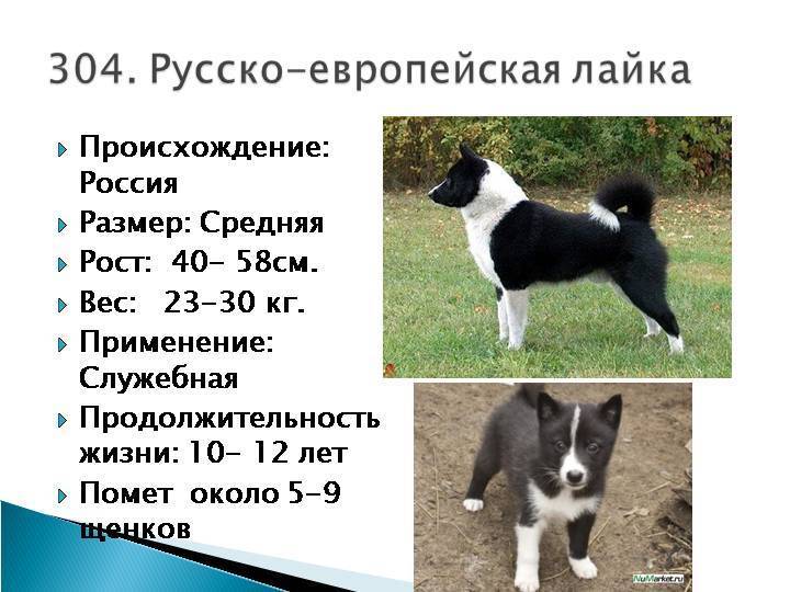 Русско-европейская лайка — фото, описание породы собак, особенности характера