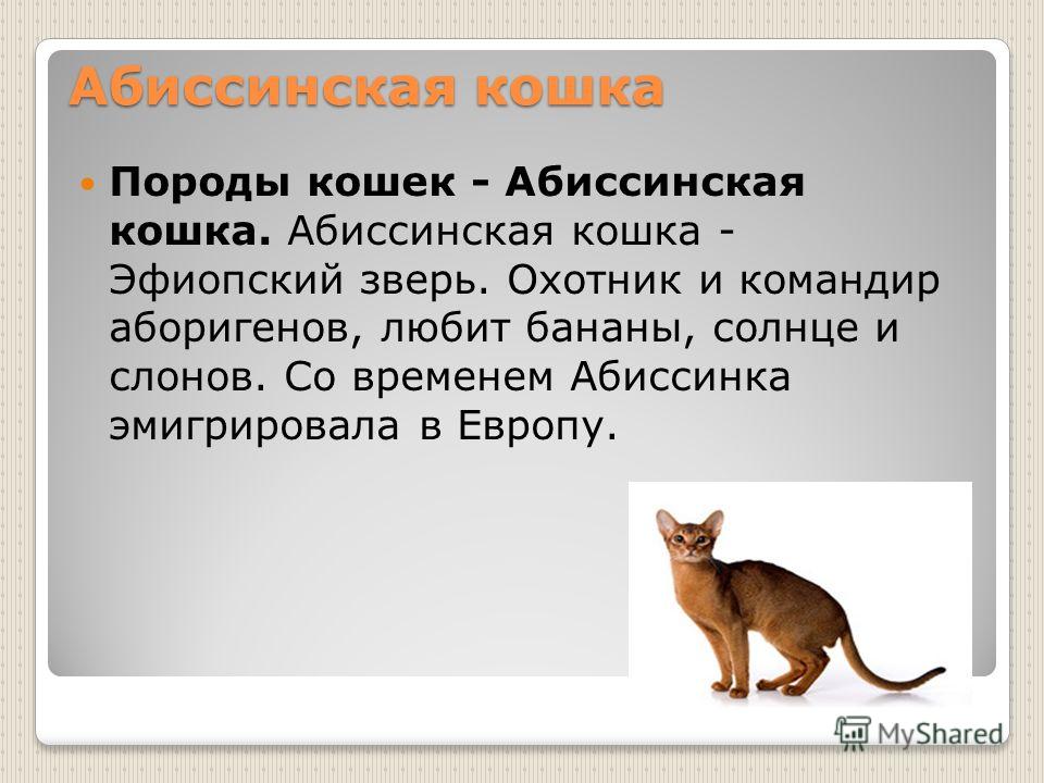 Абиссинская кошка: характер, здоровье, уход и содержание