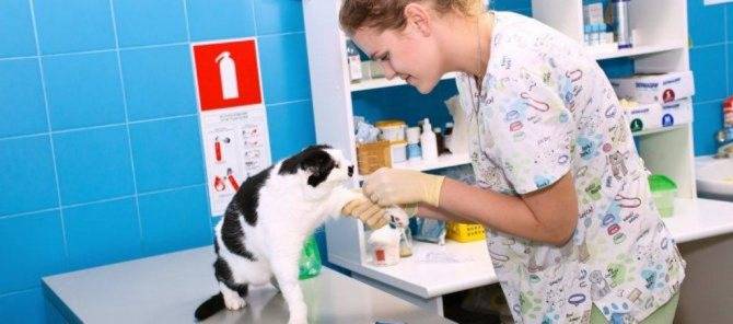 Прививка от токсоплазмоза для кошек москва