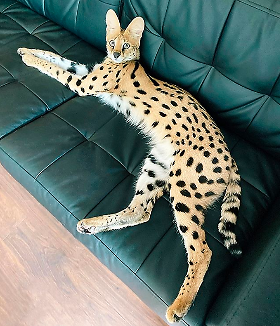Сервал (фото): грациозная кошка с самыми длинными ногами