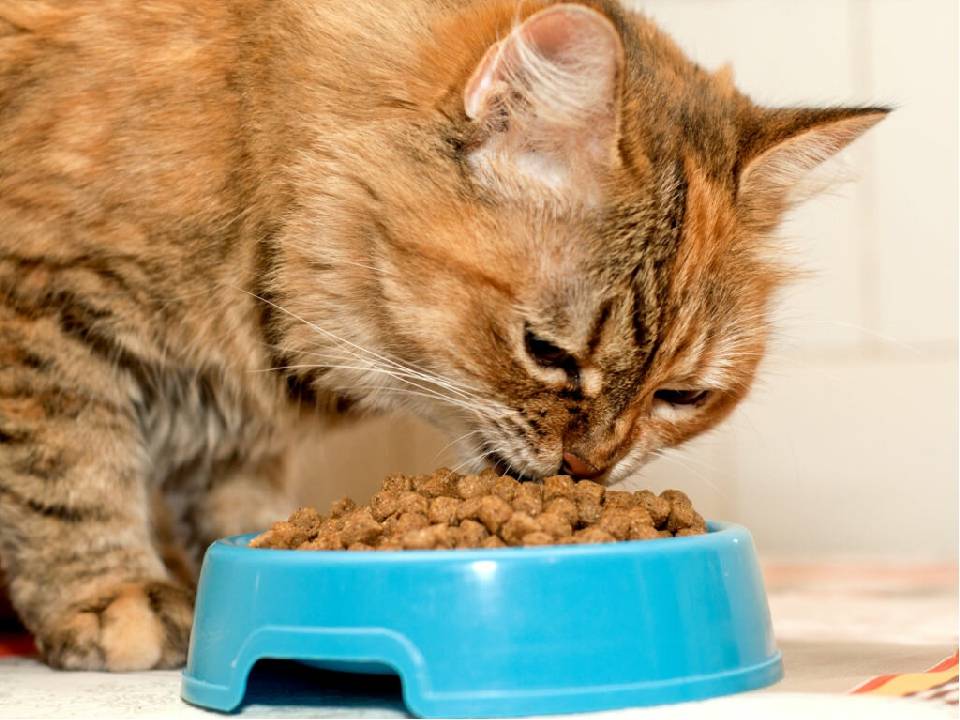 Почему котенок пьет очень мало воды или совсем от нее отказывается, лакая только молоко, что делать?