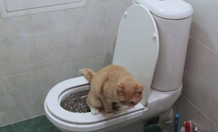 Почему коты бегают перед тем, как сходить в туалет