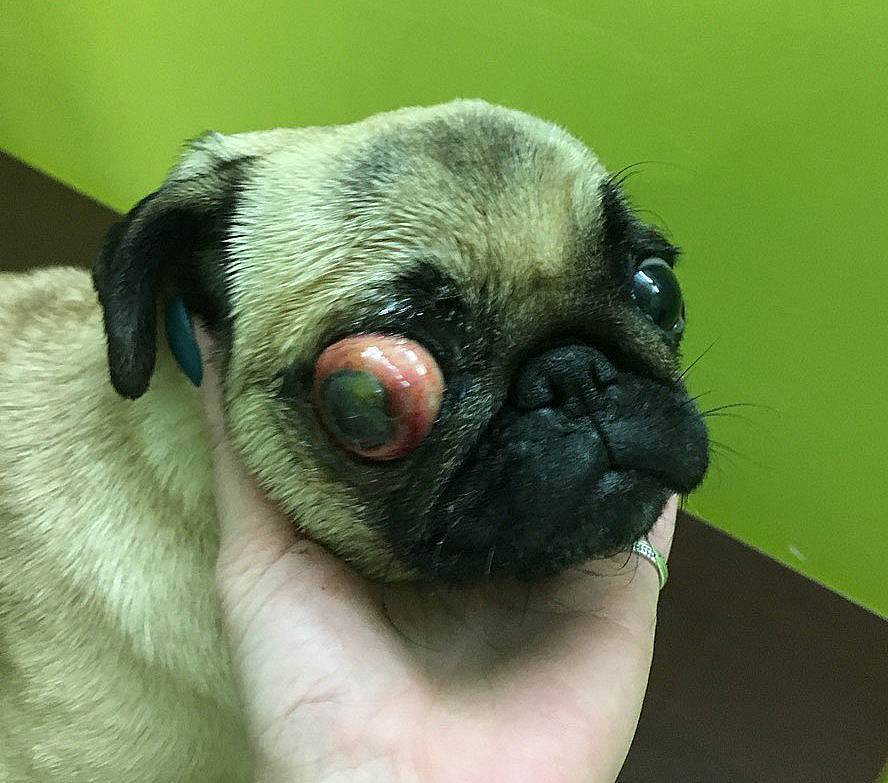7 пород собак с выпученными глазами - причины, лечение