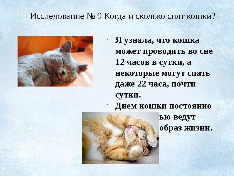 Сколько спят кошки, коты и котята в сутки и за всю жизнь