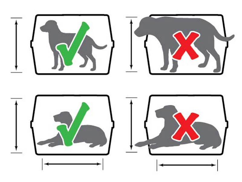 Условия и правила перевозки собак и щенков самолетом