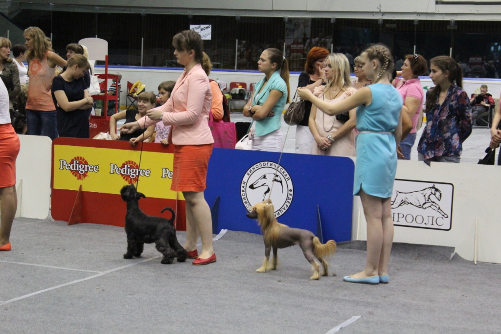Правила проведения выставок для собак: всероссийские и международные