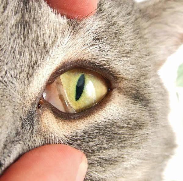 У кота глаза наполовину закрыты пленкой. 6 причин