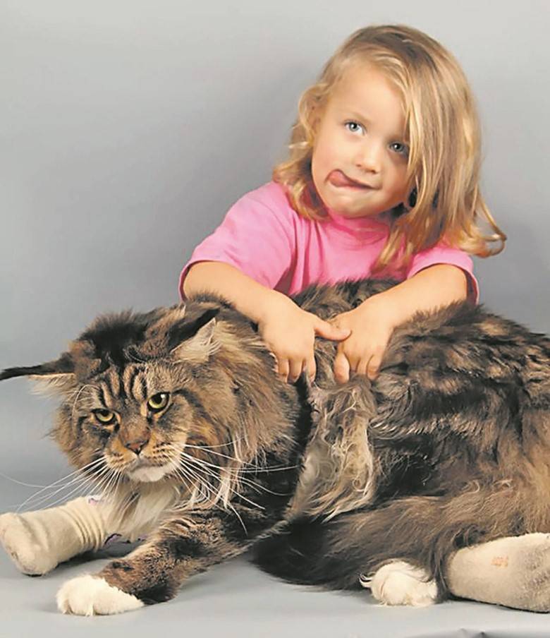 Топ 10 самых лучших пород кошек для детей - фото и краткое описание