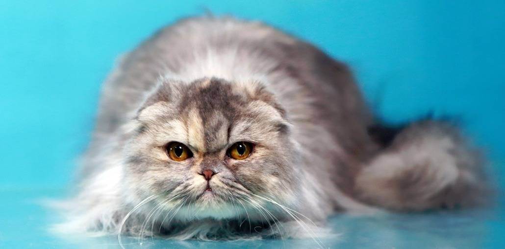 Хайленд-фолды: описание шотландской длинношерстной вислоухой кошки