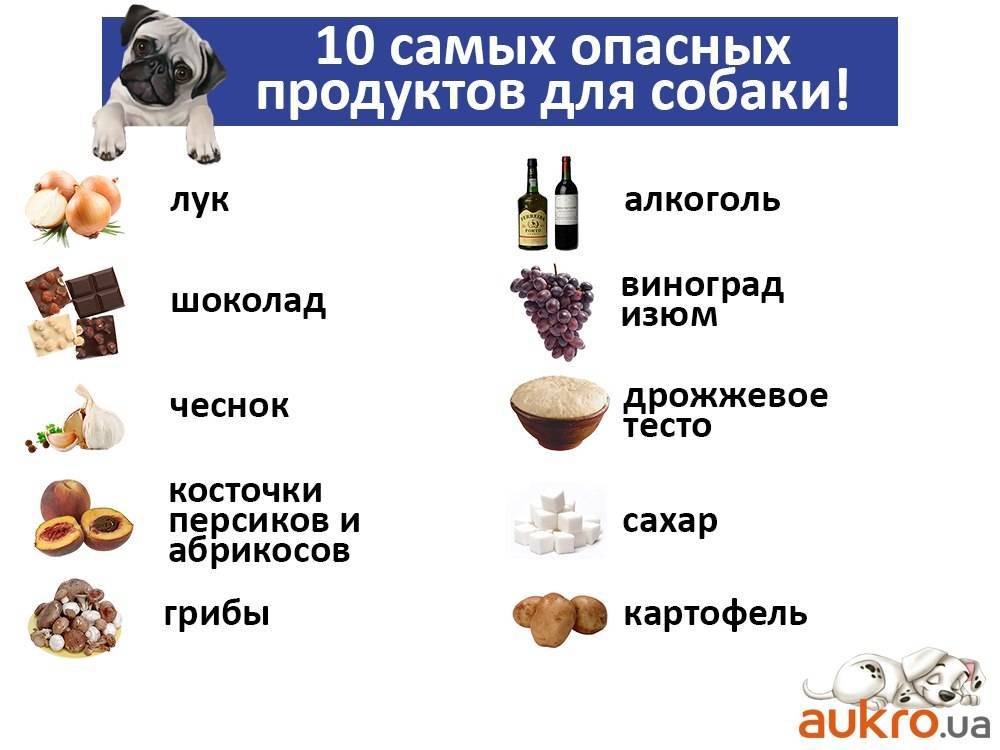 Косточки для собак, какие можно давать: кальциевые, из сухожилий, жевательные, куриные, для больших и маленьких собак, что делать, если собака проглотила, подавилась, если кость застряла - блог о животных - zoo-pet.ru