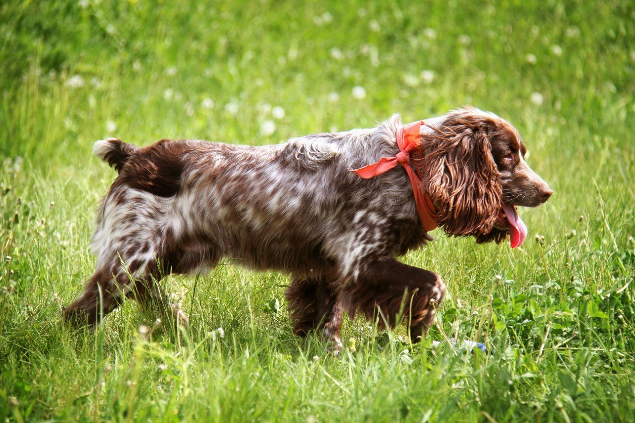 Русский охотничий спаниель: описание, фото, характер, содержание и уход за породой собак