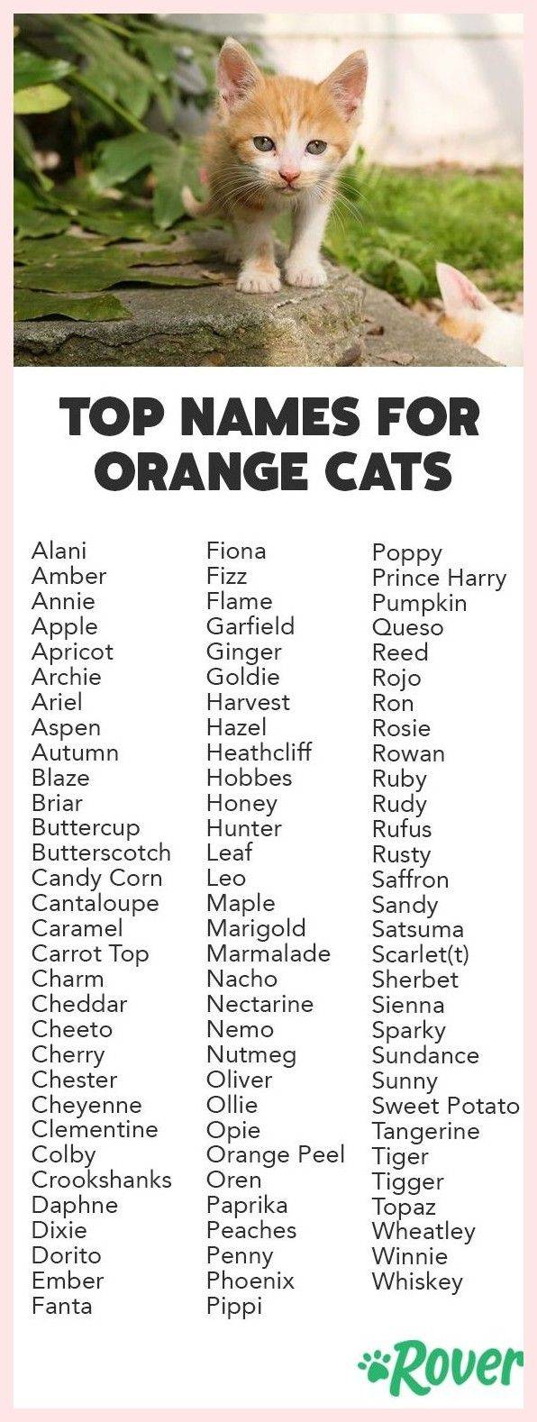 Редкие и красивые имена для кошек и котов