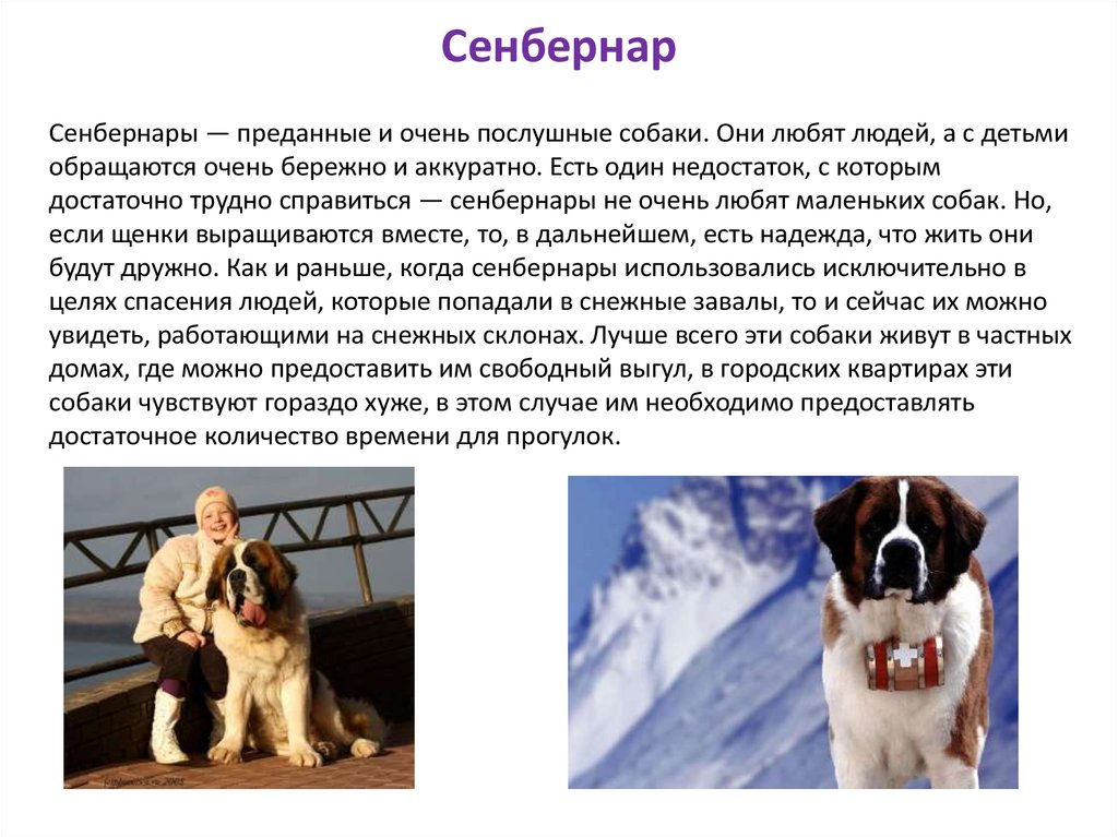 Сенбернар - 110 фото и видео описание как содержать, чем кормить и как ухаживать за собакой