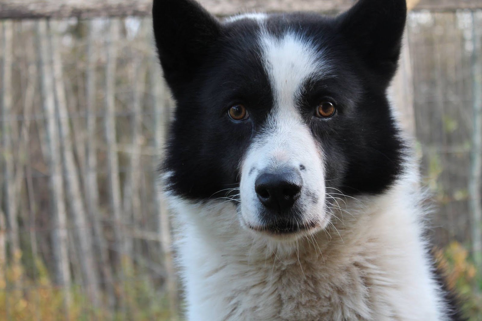 Карельская медвежья собака — описание характера и особенностей породы (125 фото и видео)