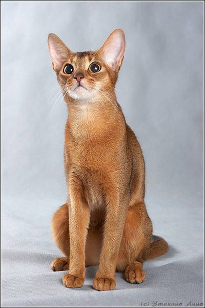 Полудлинношерстные кошки | все породы среднешерстных котов с фото и названиями