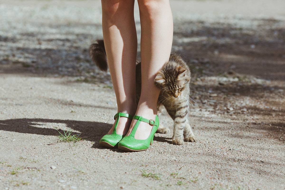 Кот шипит – 10 причин, вызывающих агрессивную реакцию
