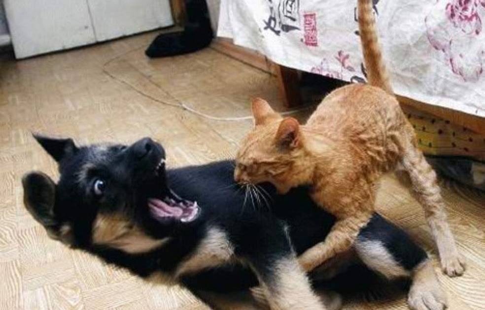 Почему кошка внезапно нападает на хозяина. почему кошка рычит, кусается и шипит без причины
