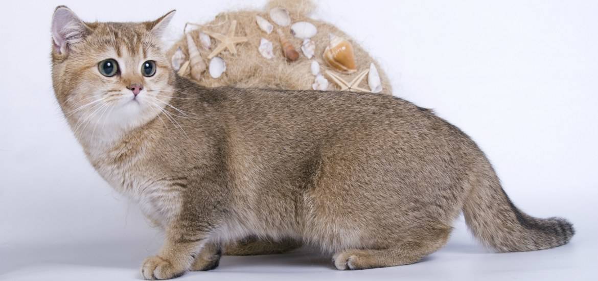 Манчкин порода кошек - история происхождения, питание и уход
