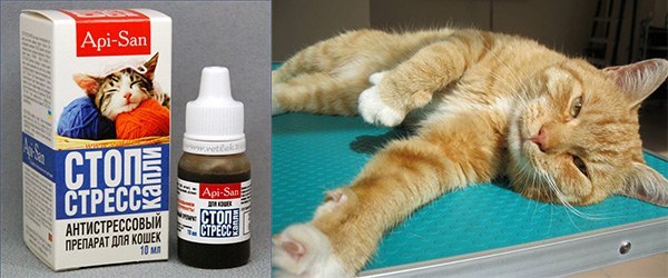 Астма у кошек: первые симптомы, причины и лечение приступов удушья