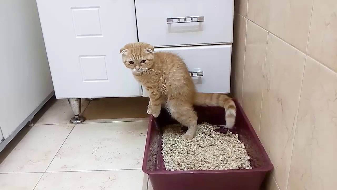 Когда котята начинают ходить в туалет и есть самостоятельно?