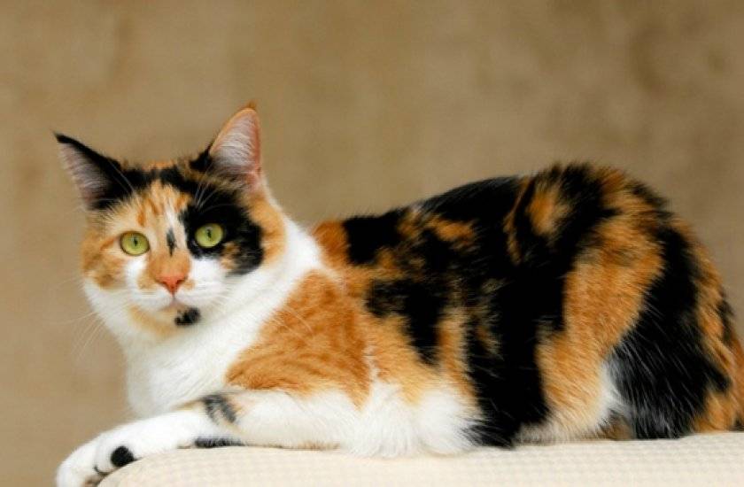 Почему коты не бывают трехцветными? тонкости окраса кошачьих