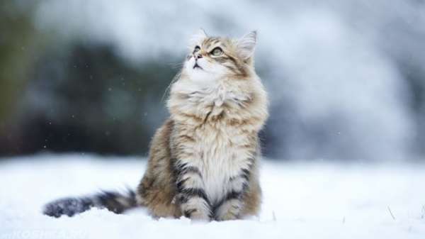 Мерзнут ли кошки зимой