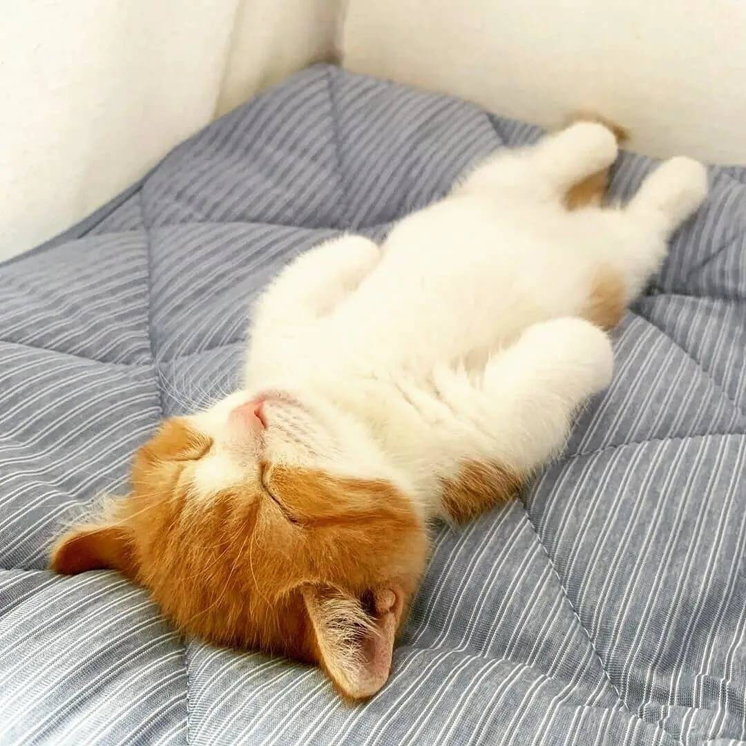 Почему кошки много спят, что делать, если кот постоянно, весь день дремлет?