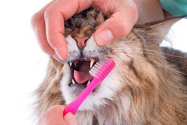 Сильный запах кошки. Кошачьи зубы зубной камень.