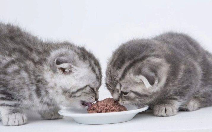 витамины для шотландских вислоухих кошек