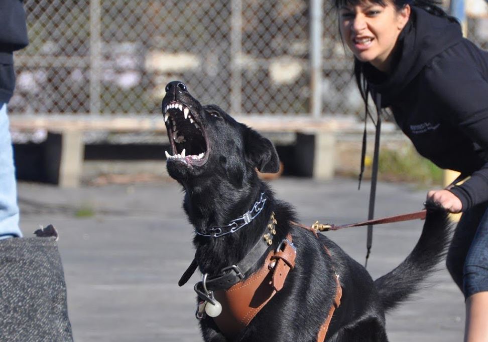 18 популяпных пород служебных собак с описанием | pet7