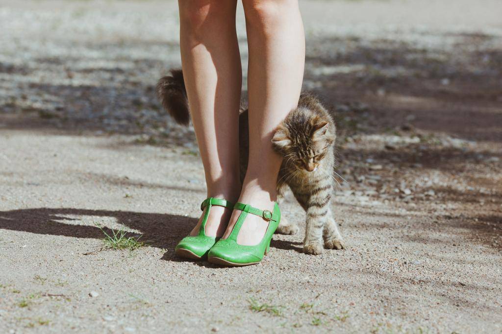 Почему кошки трутся об ноги людей, что это значит