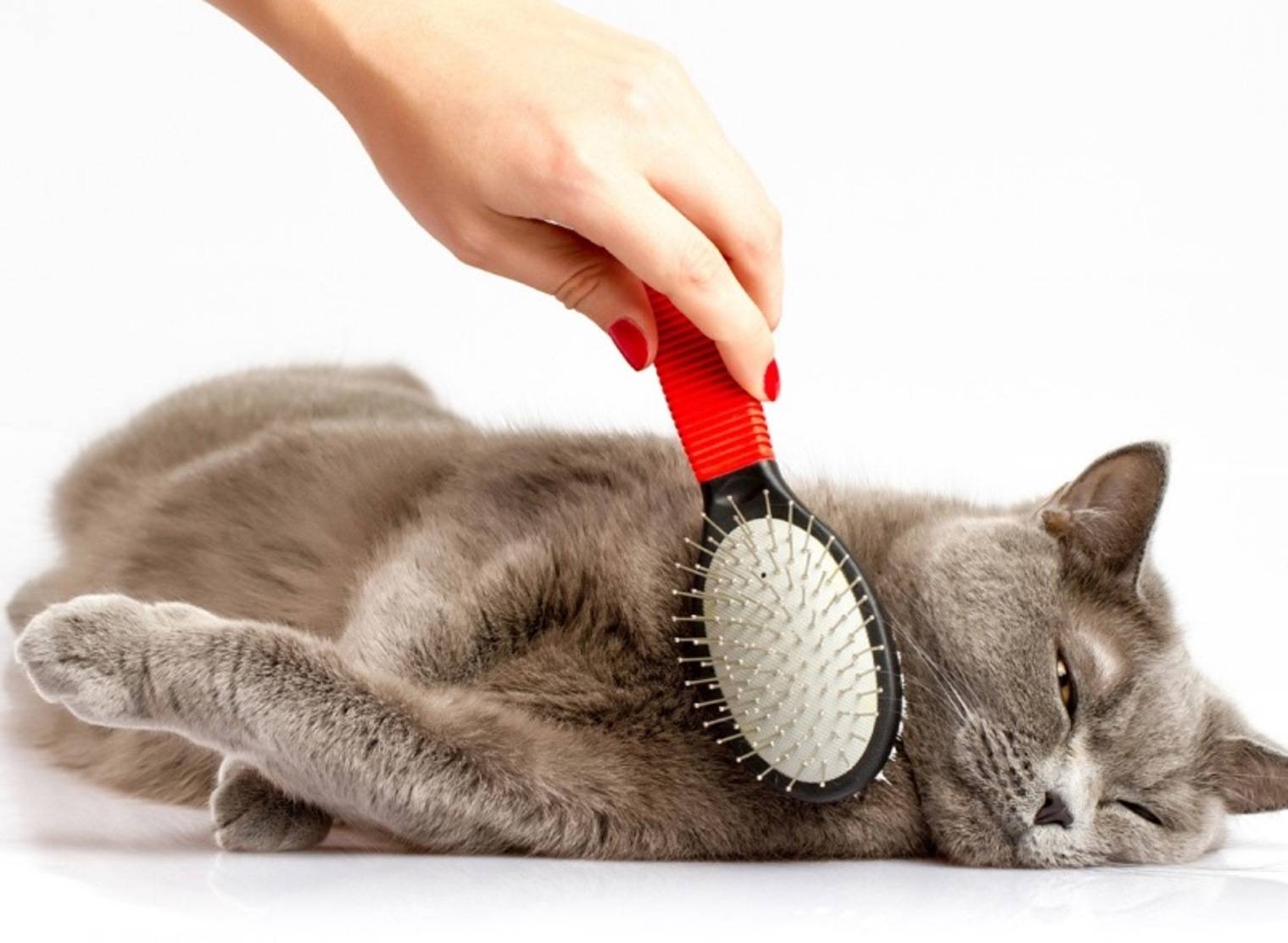 Машинка для стрижки кошек в домашних условиях: полезный инструмент для быстрого груминга
