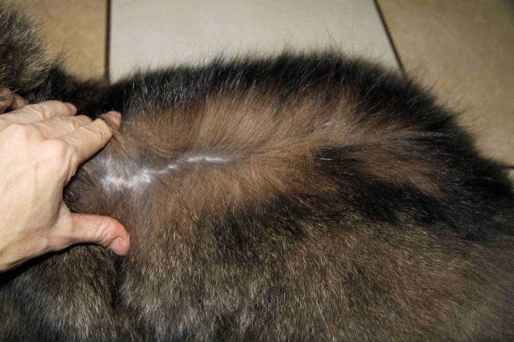 У кошки лысеет хвост, выпадает шерсть на спине у его основания и образуются проплешины