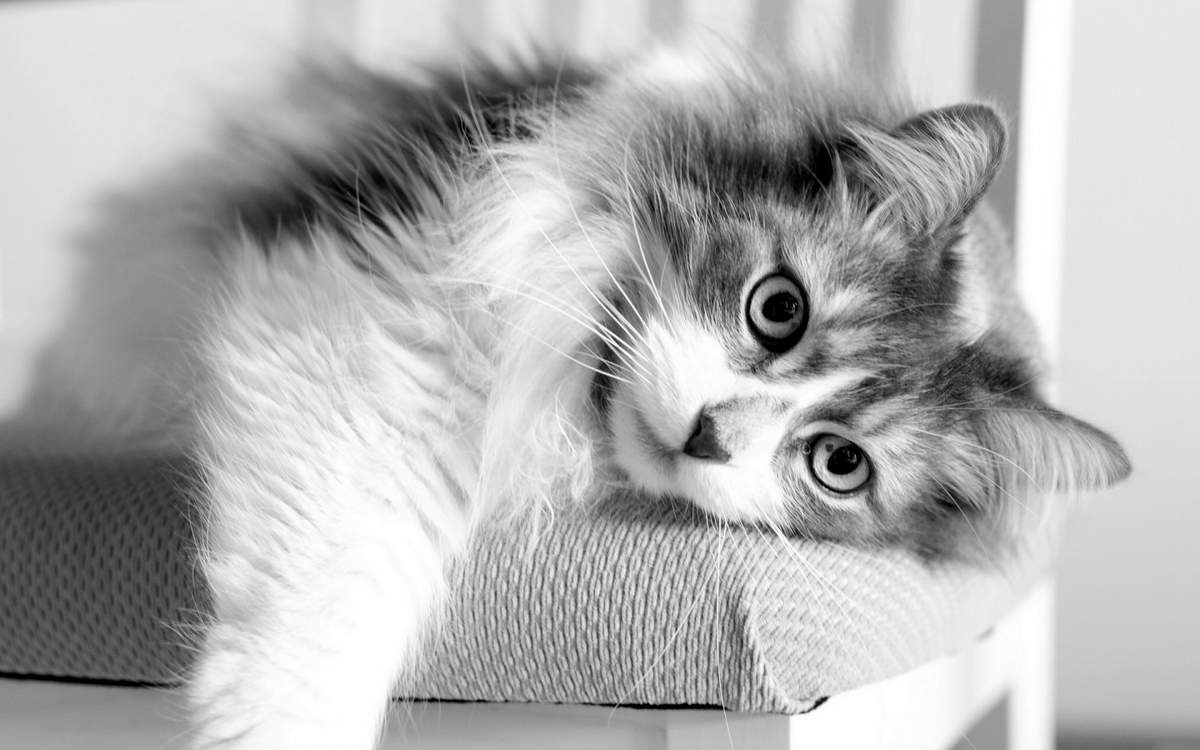 Чумка у кошек - симптомы и лечение. первые признаки чумки у кошек