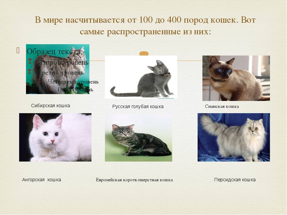 Сколько пород кошек существует в мире?