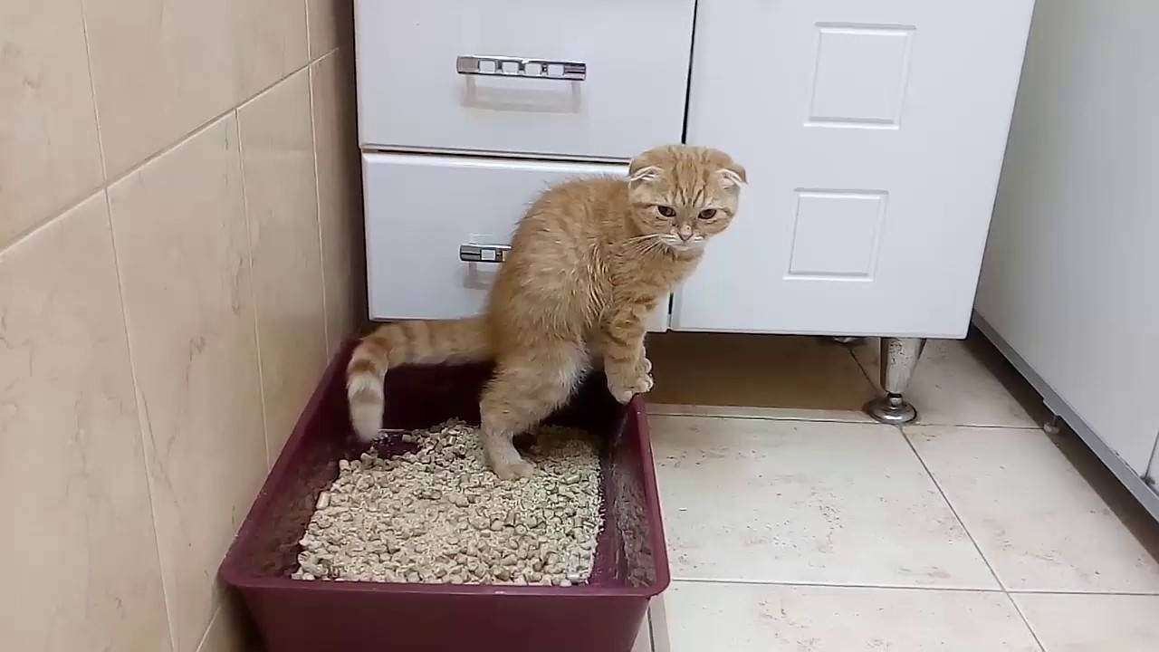 Почему кошка ходит в туалет мимо лотка и как отличить поведенческую проблему от заболевания